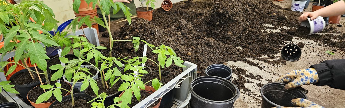 Garten- oder Werkbereich mit jungen Pflanzen in Töpfen, darunter Tomatenpflanzen, die in Kisten stehen. Auf der rechten Seite arbeiten Hände mit Gartenhandschuhen mit Blumenerde und leeren Töpfen. Im Hintergrund sind weitere Pflanzen und Behälter zu sehen, die auf eine aktive Gartenarbeitssituation hinweisen.