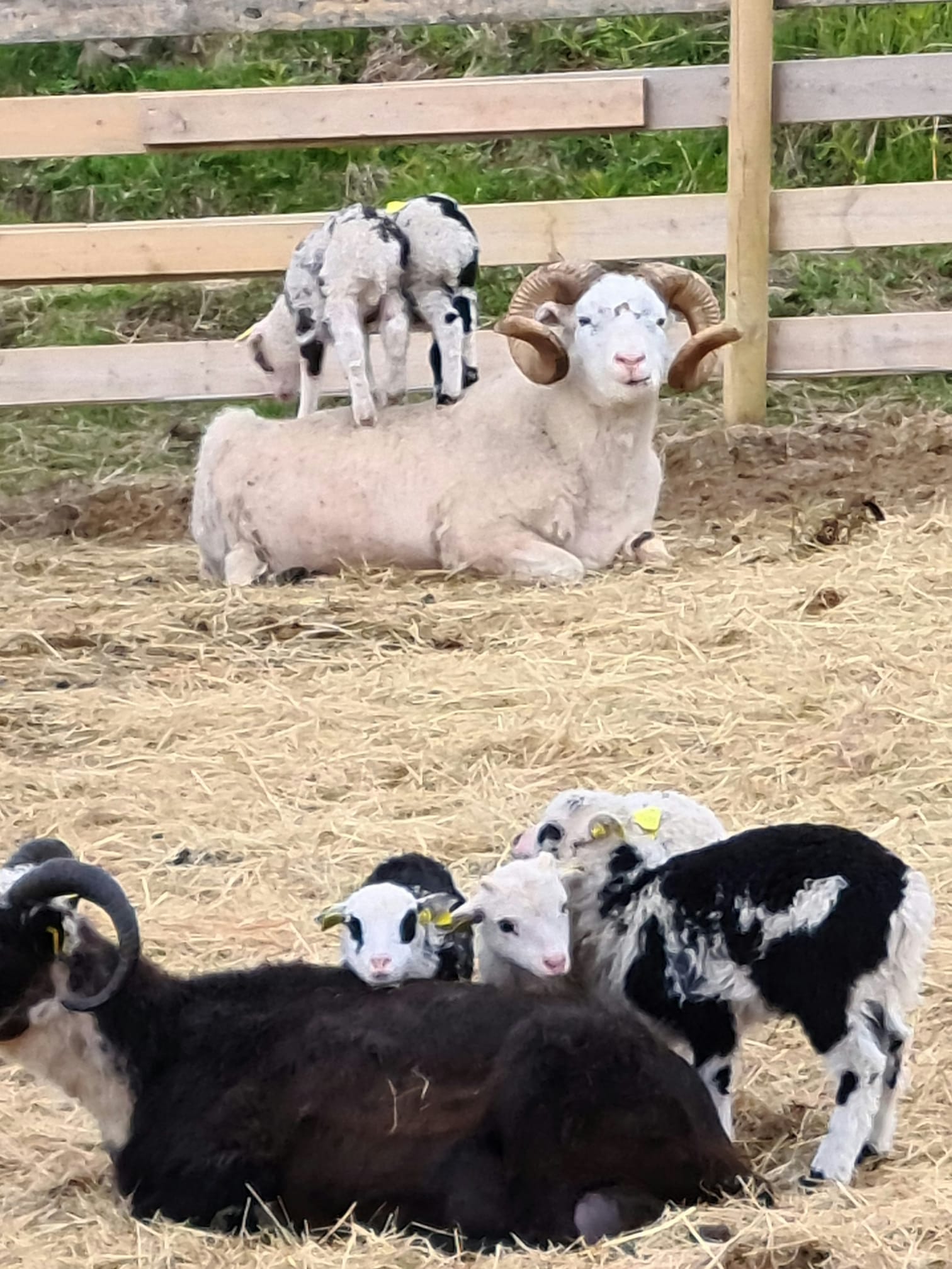 Keine Bildbeschreibung verfügbar