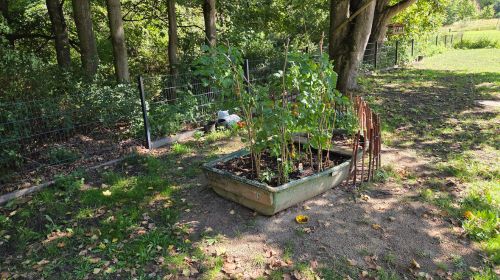 Ein Garten mit einem Beet aus Holz, das geformt ist wie ein Boot und Tomatenpflanzen enthält.
