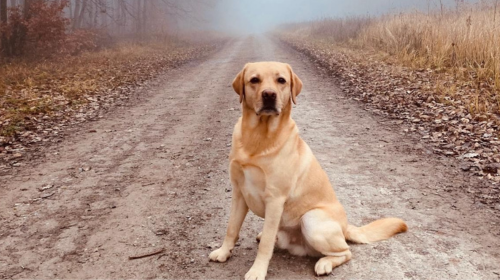 Man sieht einen Hund mit karamellfarbenem Fell, der auf einem Waldweg sitzt. Die Blätter am Boden lassen vermuten, dass wir uns in der Herbstzeit befinden. 