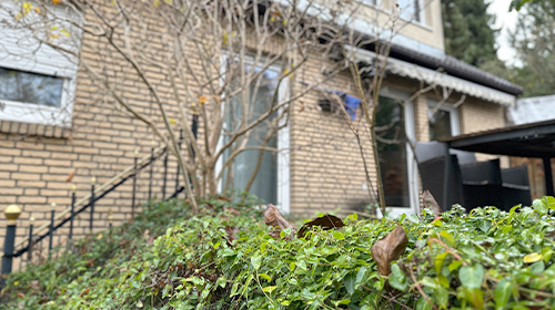 Nahaufnahme von grüner Bodendeckerbepflanzung vor einem Wohnhaus aus hellen Backsteinen, mit Terrasse und kahlen Ästen eines Strauchs im Hintergrund.